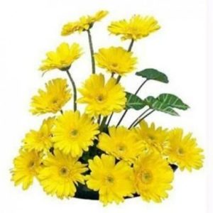 15 yellow gerbera flower basket arrangement