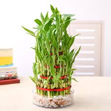 3 Layer Lucky Bamboo