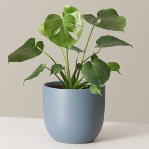 Indoor Money Plant