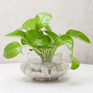 Money Plant Online