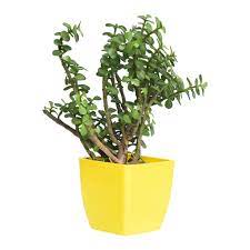 Jade plant